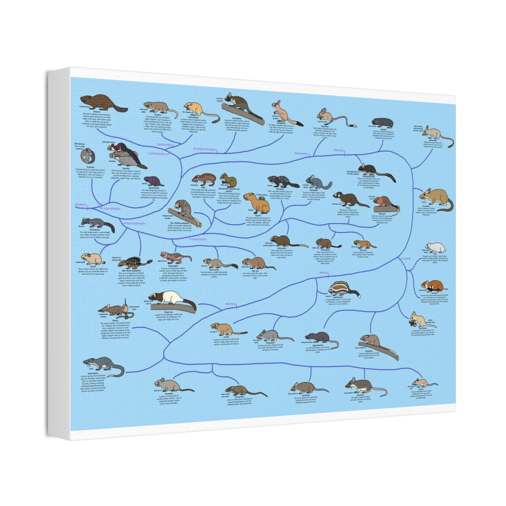 Rodents of the World Poster, Rodent Species Classification Chart, Educational Wildlife Wall Art Canvas Print