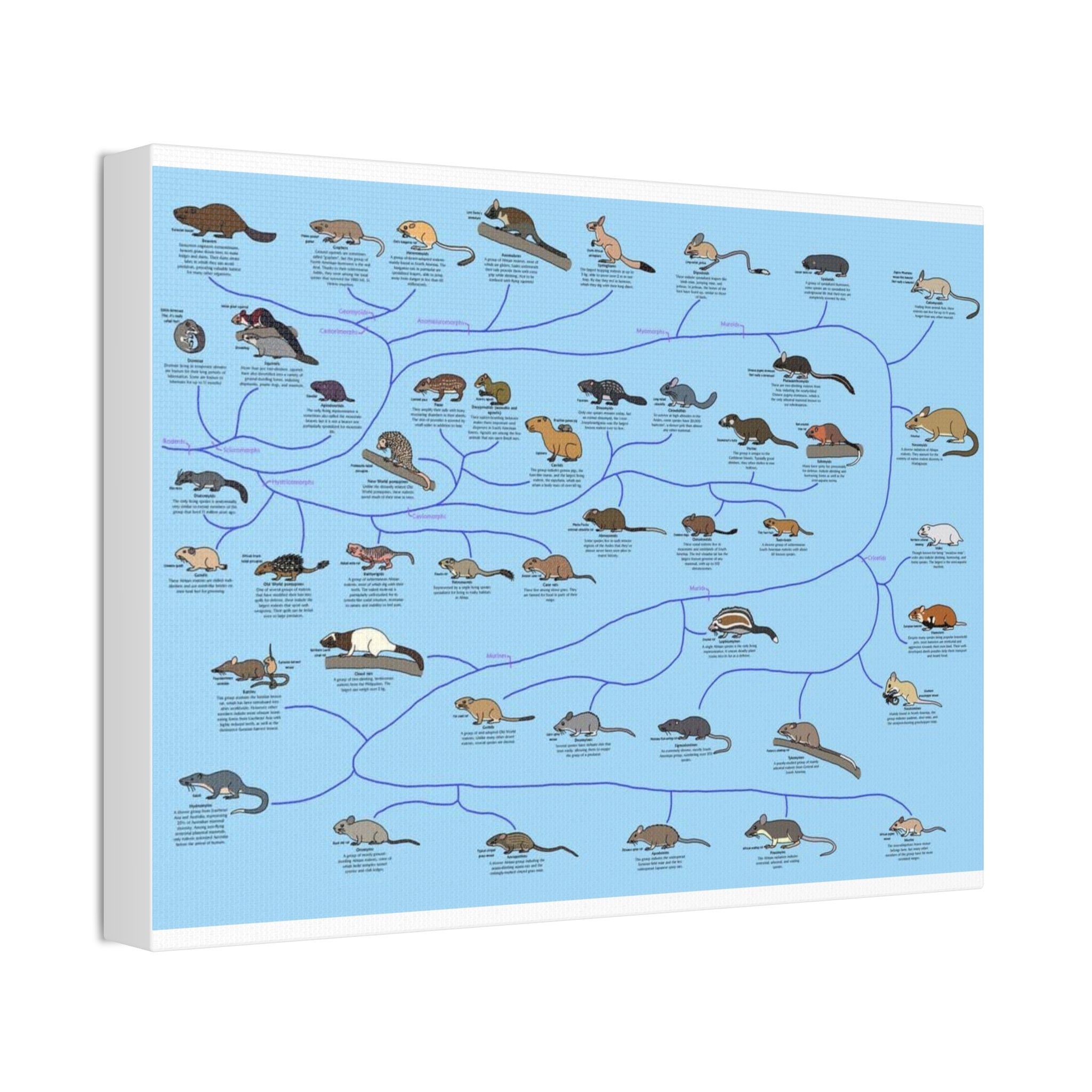 Rodents of the World Poster, Rodent Species Classification Chart, Educational Wildlife Wall Art Canvas Print