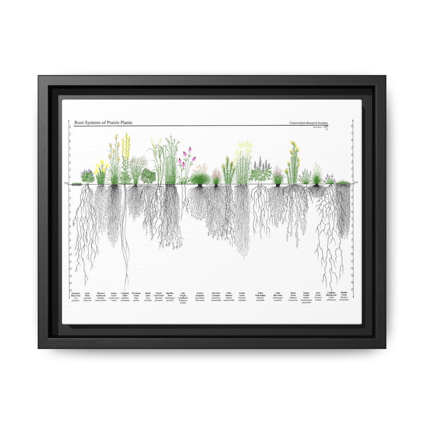 Root Systems Of Prairie Plants, Grass And Plant Roots Guide, Nature Education Vertical Poster