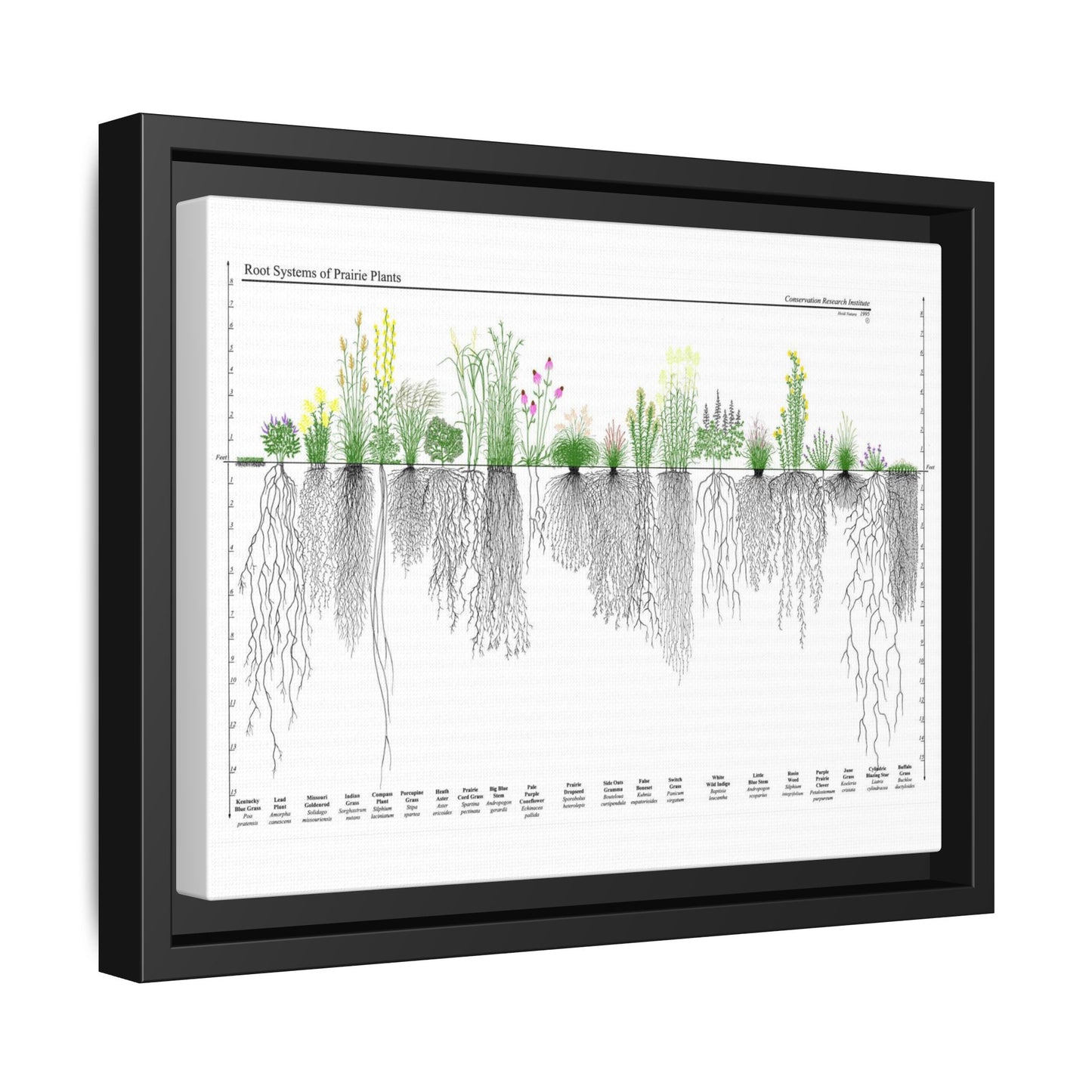Root Systems Of Prairie Plants, Grass And Plant Roots Guide, Nature Education Vertical Poster