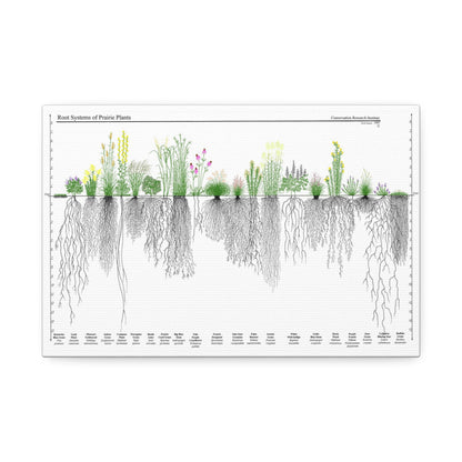 Root Systems Of Prairie Plants, Grass And Plant Roots Guide, Nature Education Vertical Poster