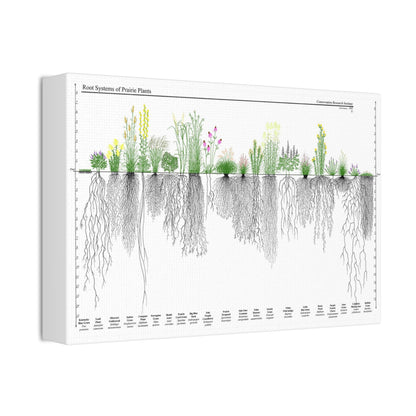 Root Systems Of Prairie Plants, Grass And Plant Roots Guide, Nature Education Vertical Poster