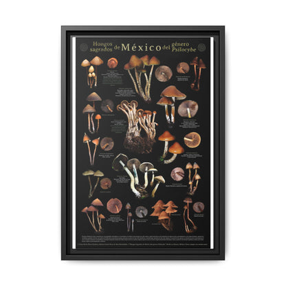 Sacred Mushrooms Of Mexico Guide Poster, Psilocybe Species Identification Vertical Poster