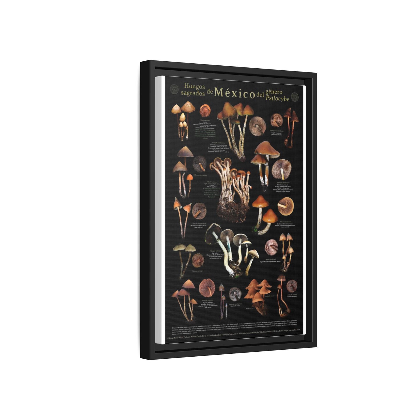 Sacred Mushrooms Of Mexico Guide Poster, Psilocybe Species Identification Vertical Poster