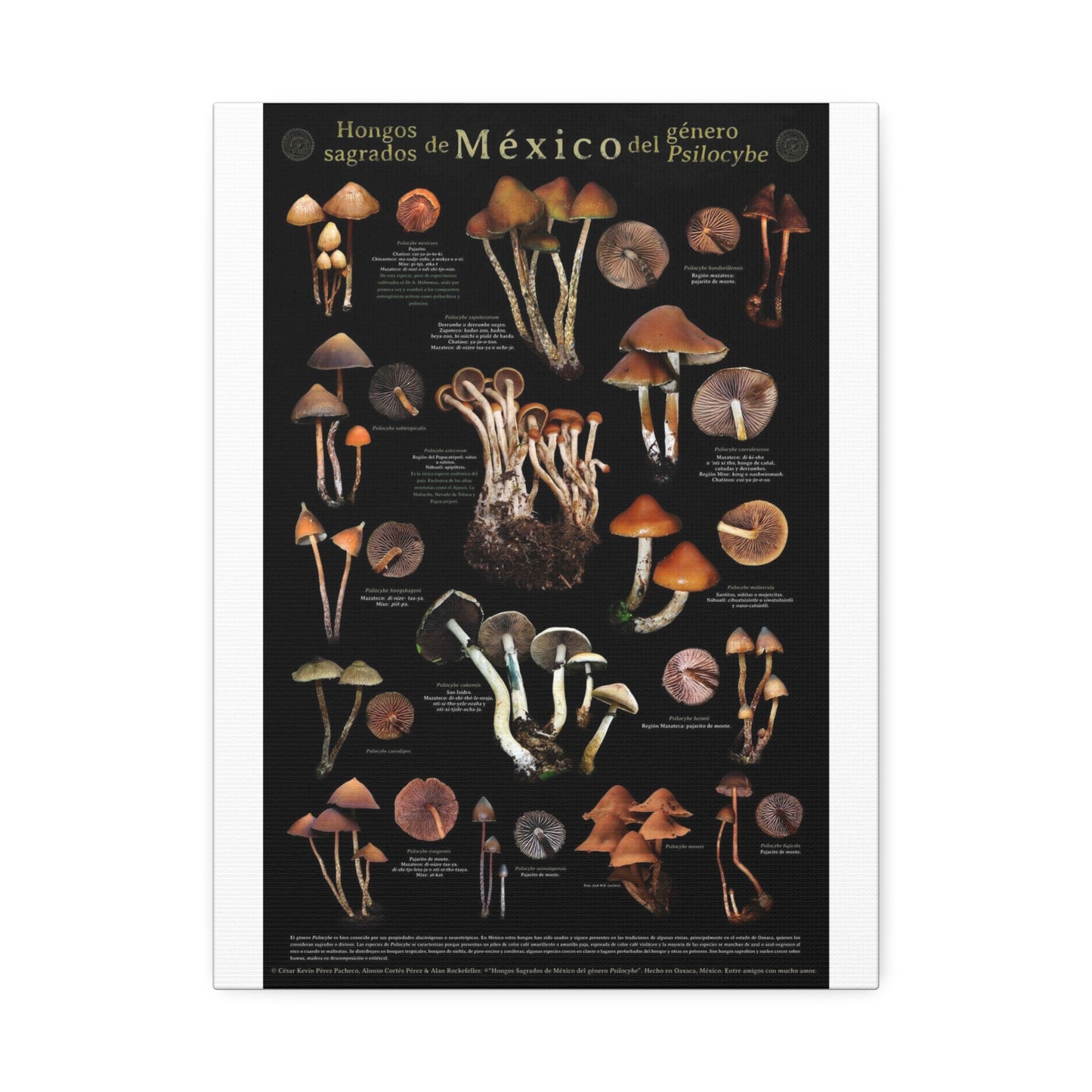 Sacred Mushrooms Of Mexico Guide Poster, Psilocybe Species Identification Vertical Poster