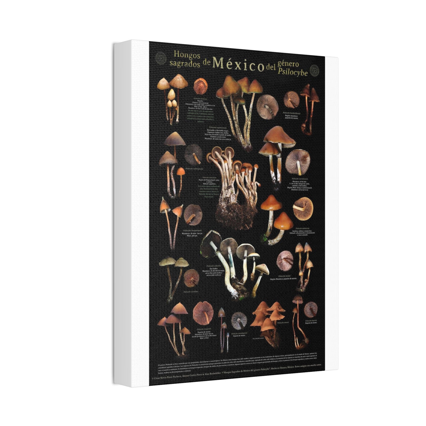 Sacred Mushrooms Of Mexico Guide Poster, Psilocybe Species Identification Vertical Poster