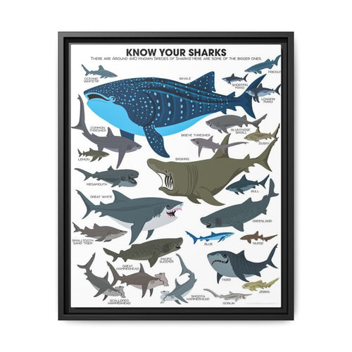 Sharks Guide Poster, Different Shark Species Chart Vertical Poster