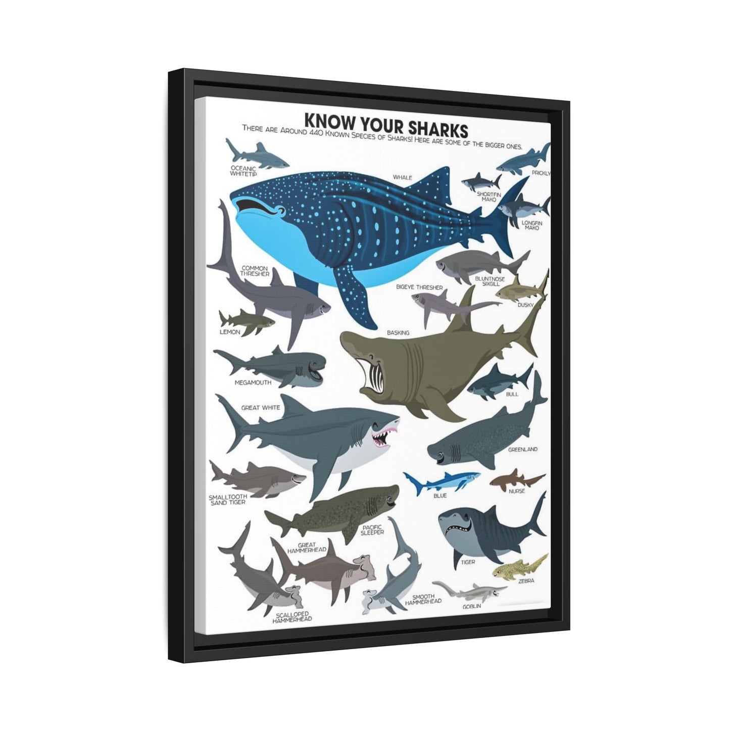 Sharks Guide Poster, Different Shark Species Chart Vertical Poster