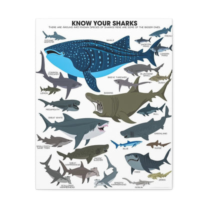 Sharks Guide Poster, Different Shark Species Chart Vertical Poster