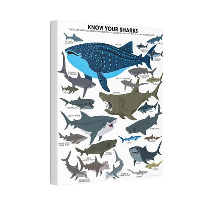 Sharks Guide Poster, Different Shark Species Chart Vertical Poster