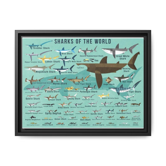Sharks Of The World Poster, Shark Species Identification Guide Horizontal Poster