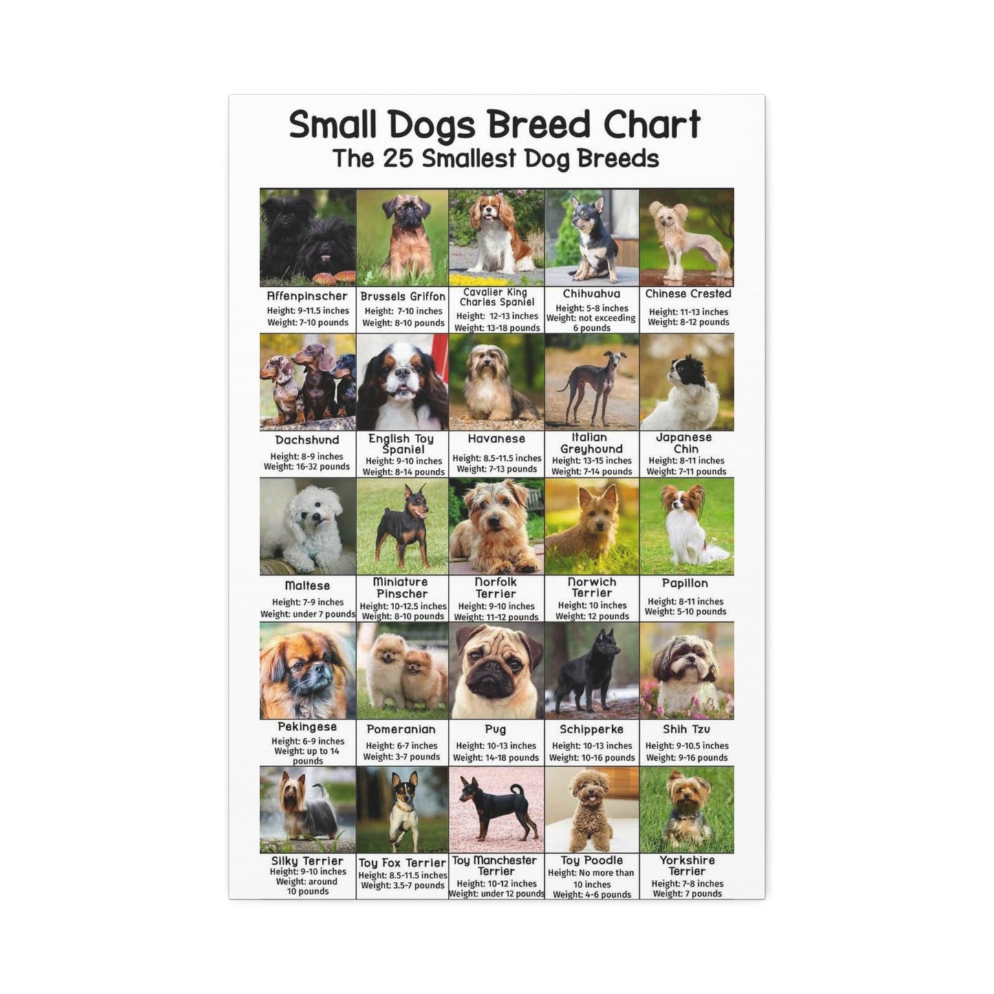 Small Dogs Breed Chart, 25 Smallest Dog Breeds Vertical Poster