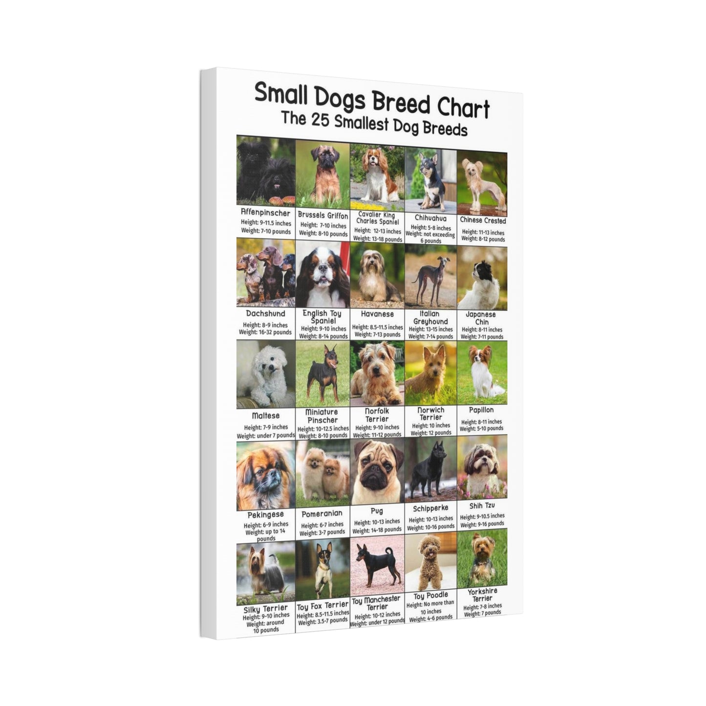 Small Dogs Breed Chart, 25 Smallest Dog Breeds Vertical Poster