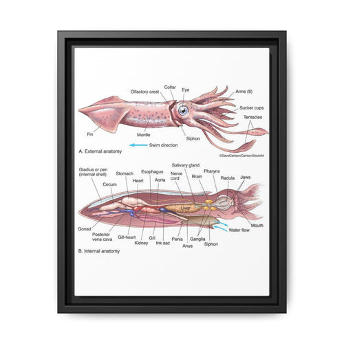 Squid Anatomy Guide Horizontal Poster and Canvas