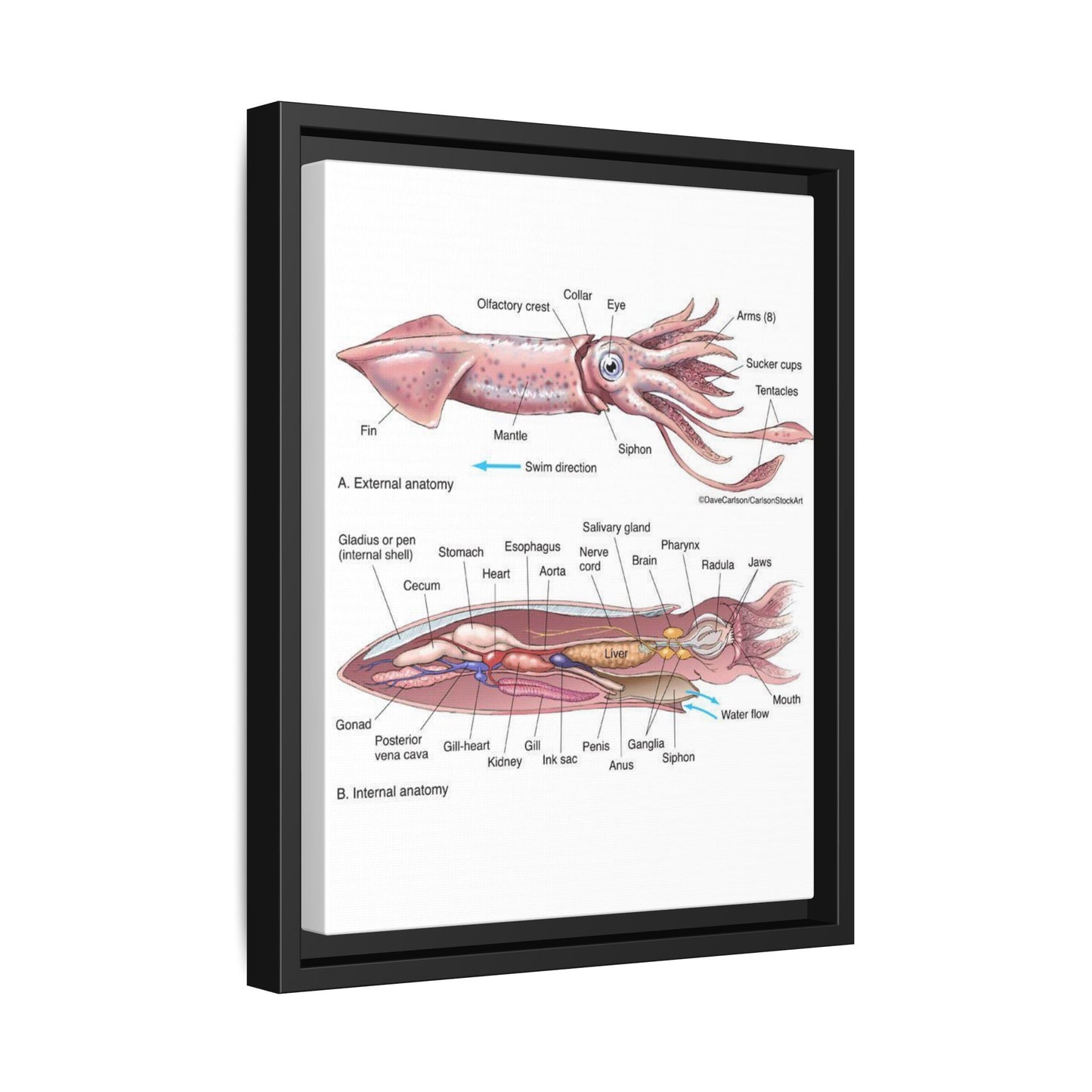 Squid Anatomy Guide Horizontal Poster and Canvas