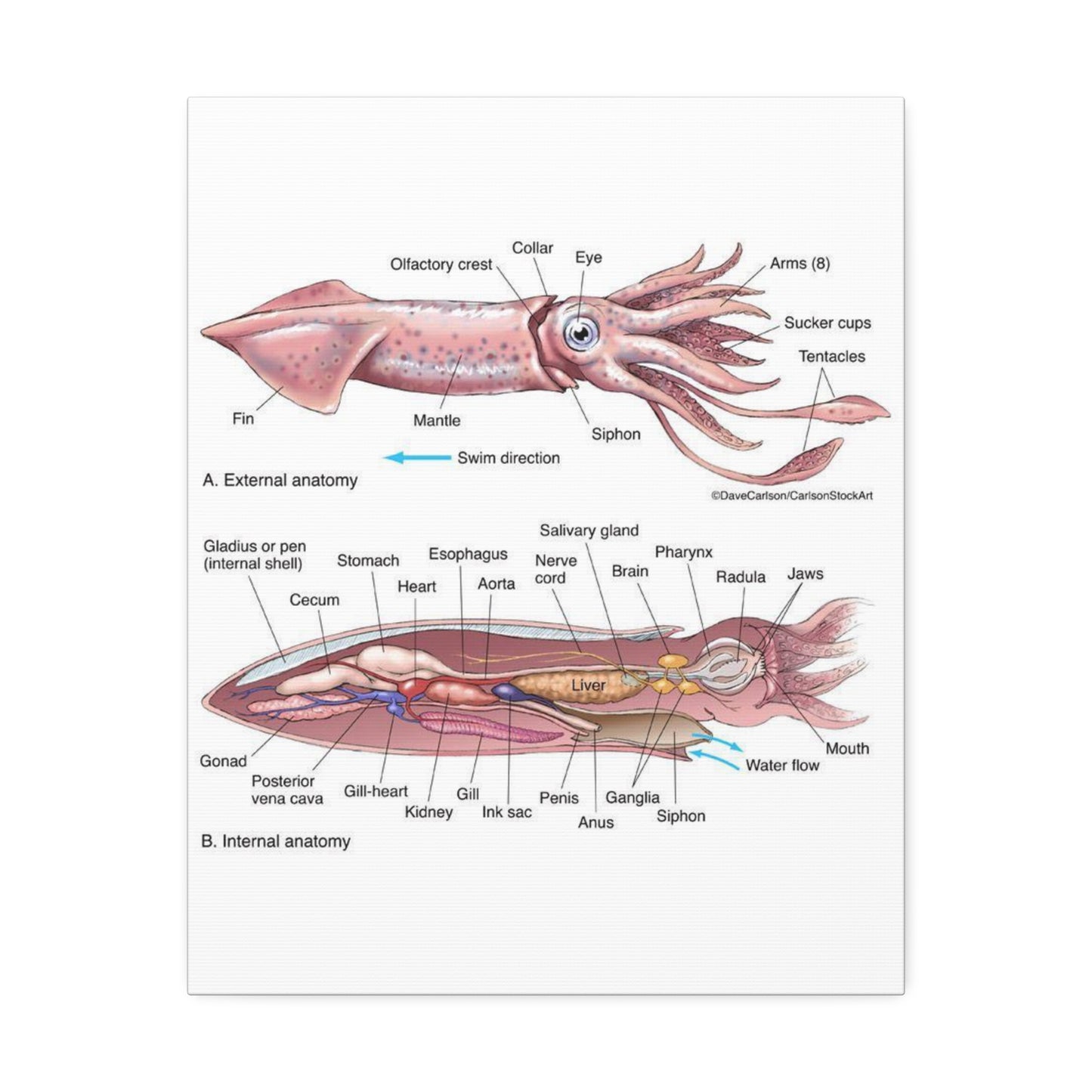 Squid Anatomy Guide Horizontal Poster and Canvas