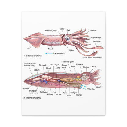 Squid Anatomy Guide Horizontal Poster and Canvas