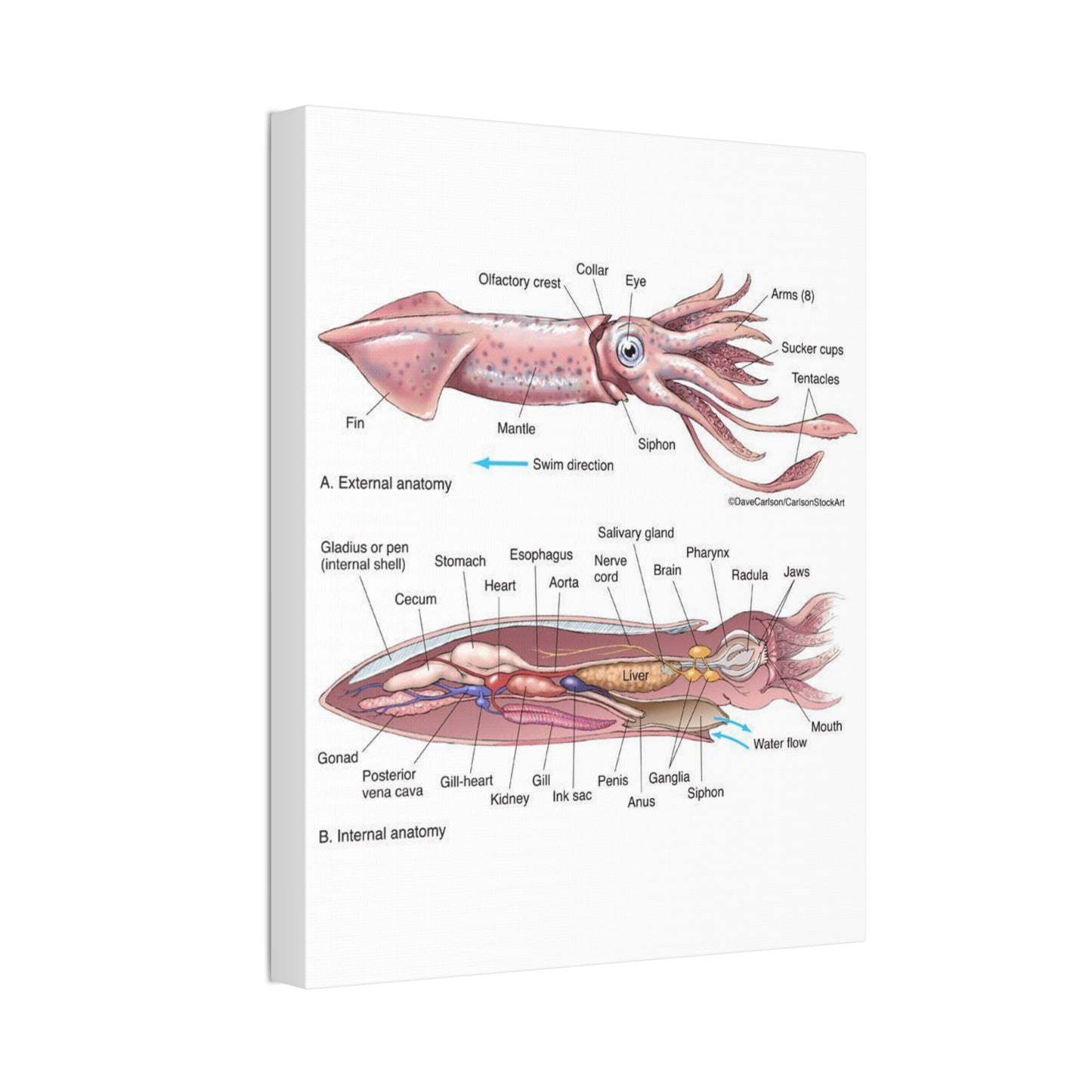 Squid Anatomy Guide Horizontal Poster and Canvas