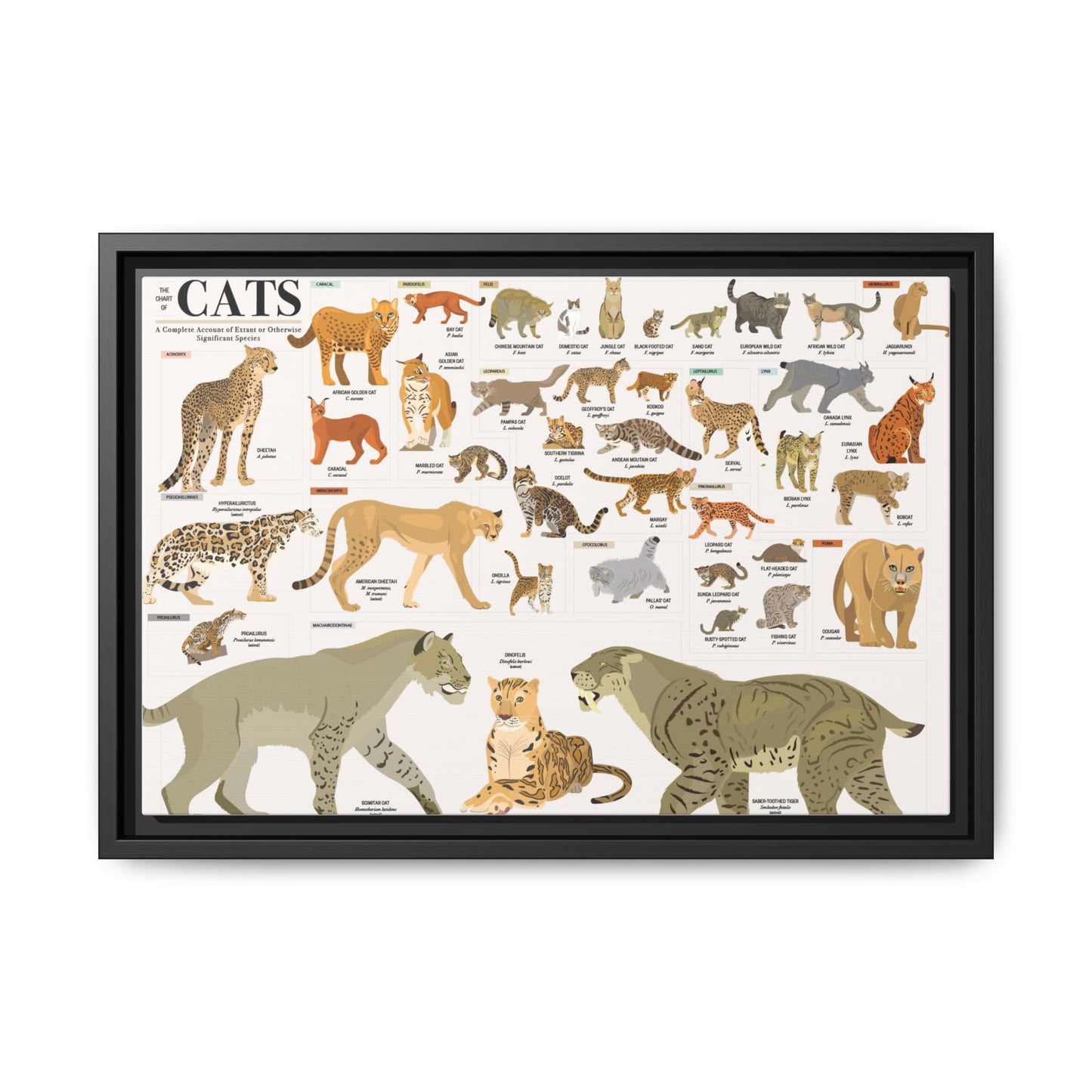 The Chart Of Cats Species Identification Poster, Feline Wildlife Guide Vertical Poster