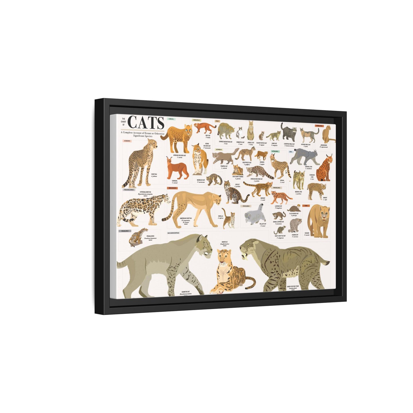 The Chart Of Cats Species Identification Poster, Feline Wildlife Guide Vertical Poster
