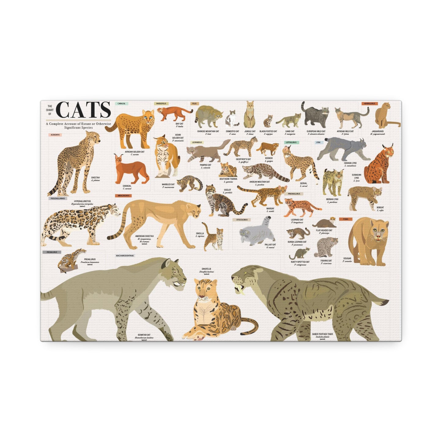 The Chart Of Cats Species Identification Poster, Feline Wildlife Guide Vertical Poster