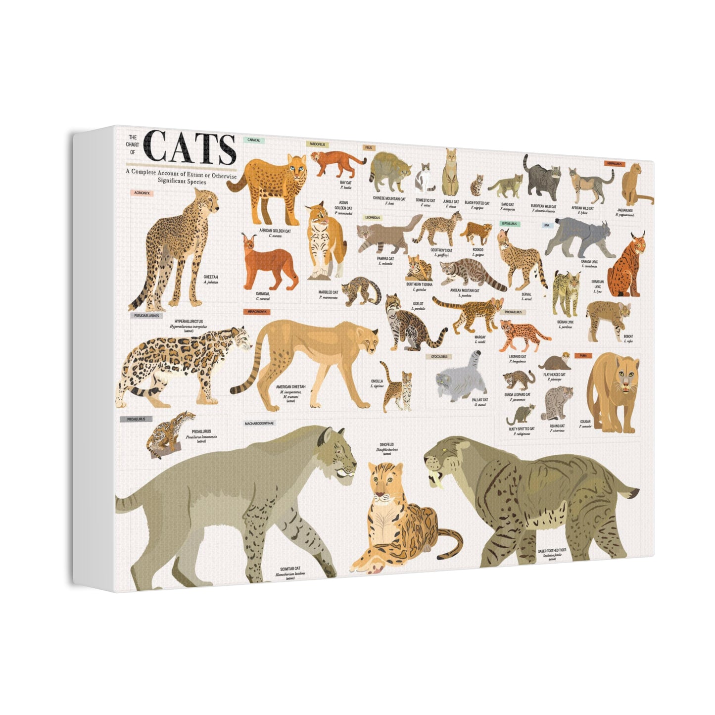 The Chart Of Cats Species Identification Poster, Feline Wildlife Guide Vertical Poster