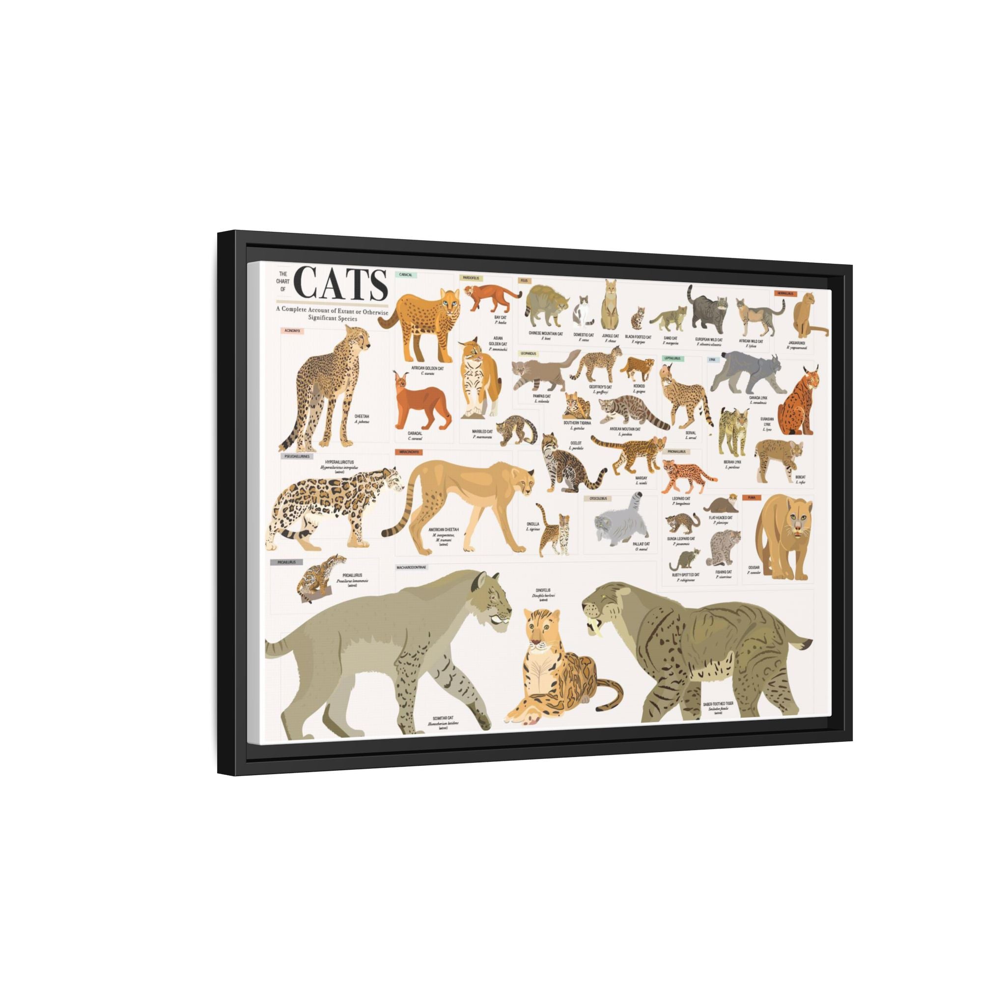 The Chart of Cats Poster, Complete Wild and Domestic Cat Species Chart, Felidae Identification Guide, Big Cats Educational Canvas Print