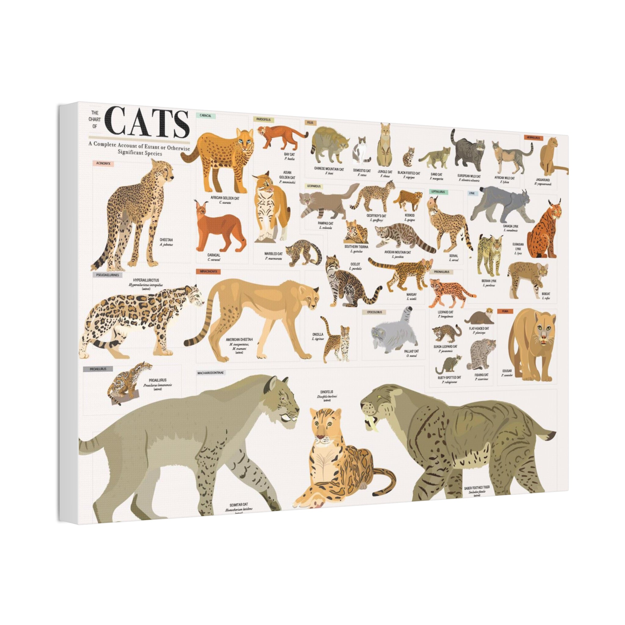 The Chart of Cats Poster, Complete Wild and Domestic Cat Species Chart, Felidae Identification Guide, Big Cats Educational Canvas Print