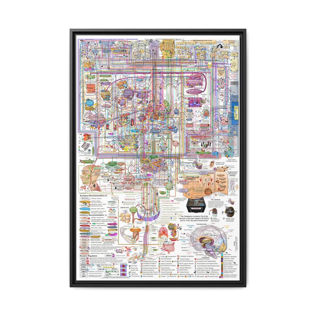 The Complexity of the Human Brain Poster, Brain Anatomy and Neural Pathways Chart, Neuroscience Educational Canvas Print
