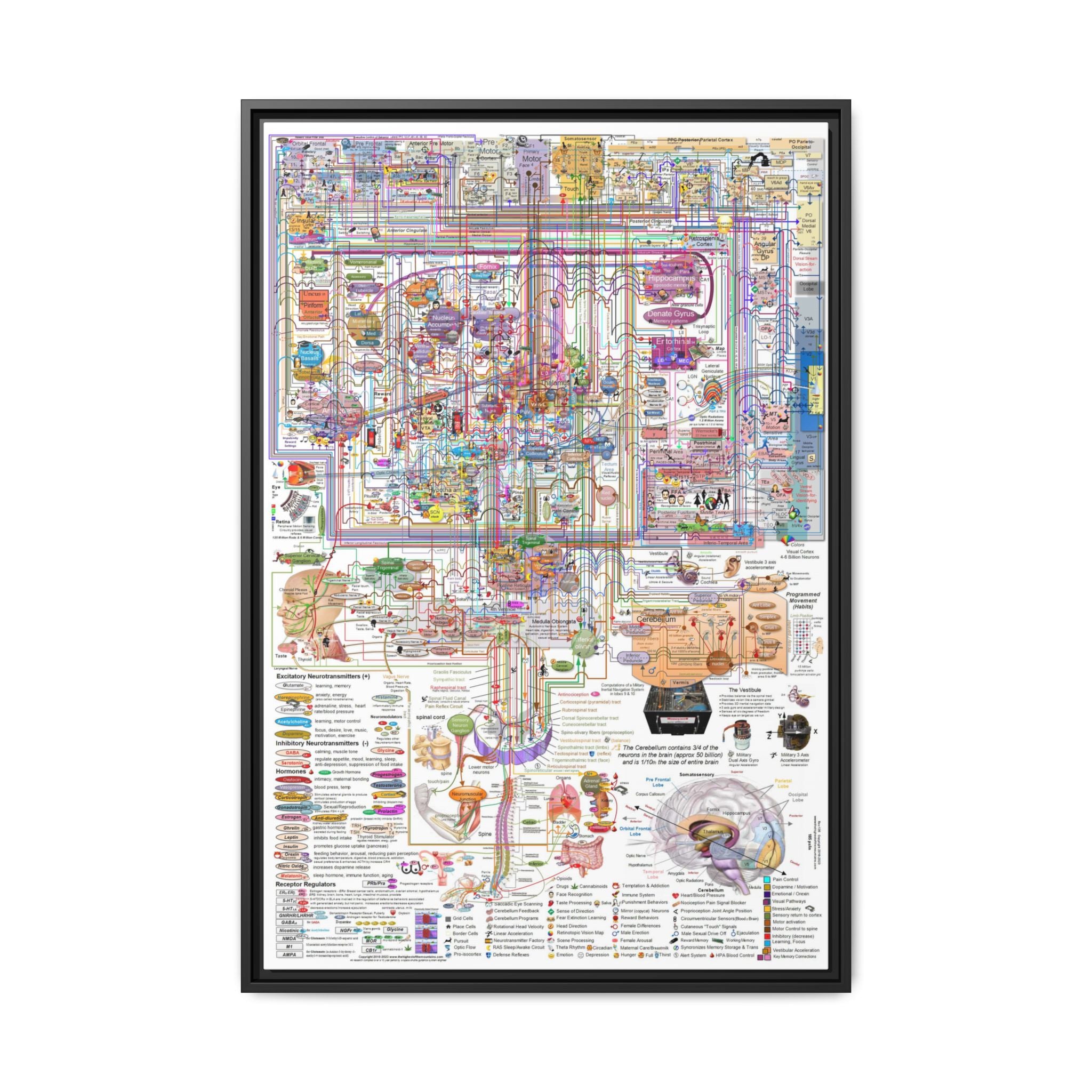 The Complexity of the Human Brain Poster, Brain Anatomy and Neural Pathways Chart, Neuroscience Educational Canvas Print