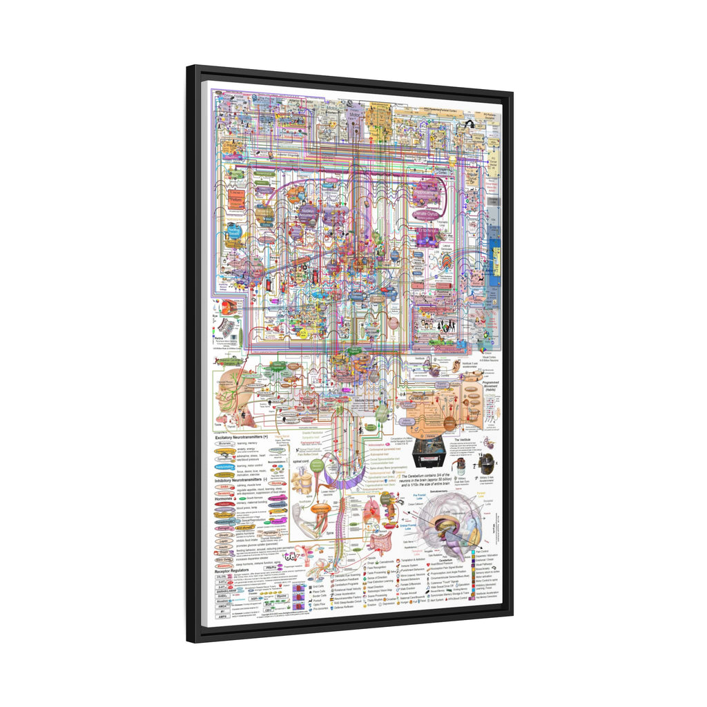 The Complexity of the Human Brain Poster, Brain Anatomy and Neural Pathways Chart, Neuroscience Educational Canvas Print