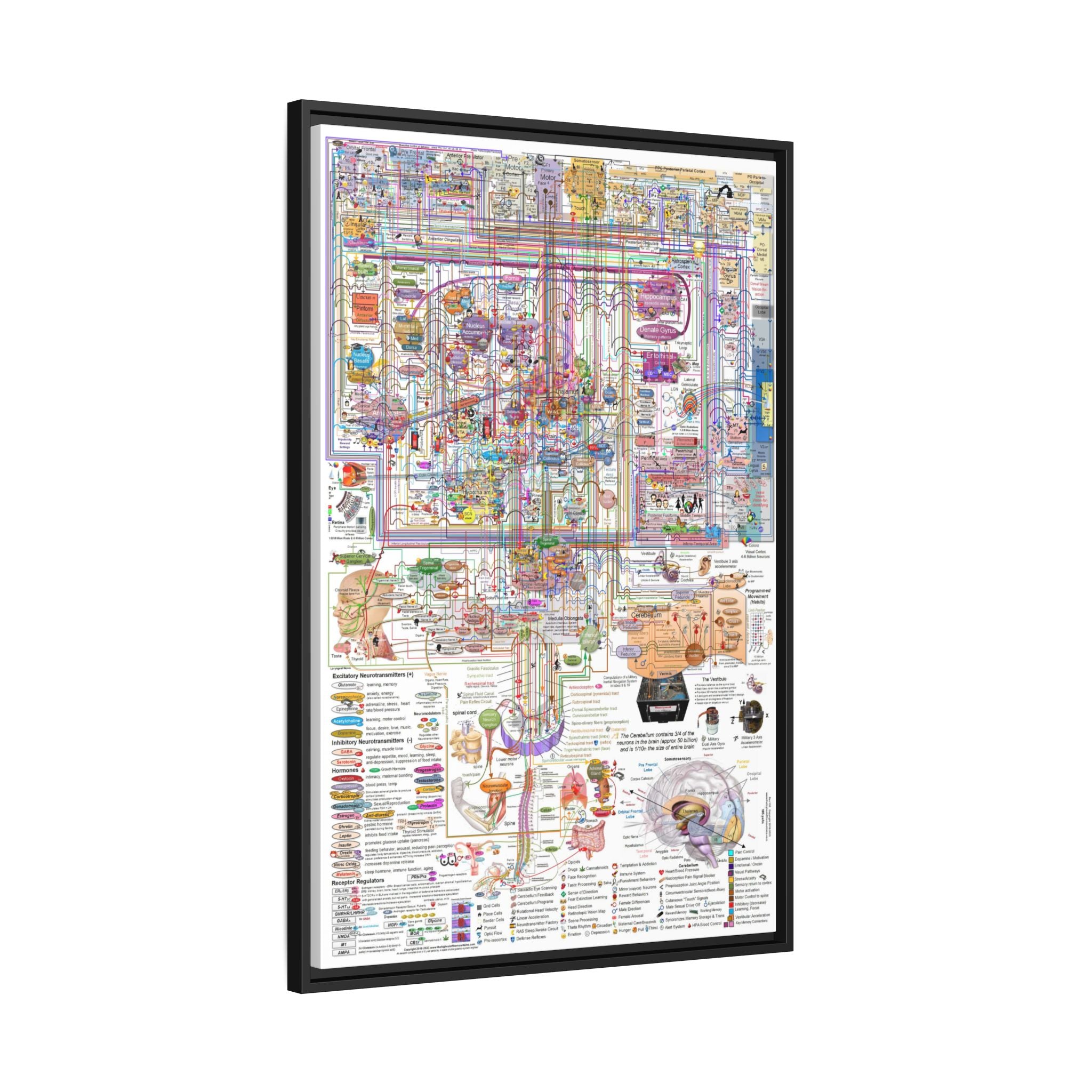 The Complexity of the Human Brain Poster, Brain Anatomy and Neural Pathways Chart, Neuroscience Educational Canvas Print