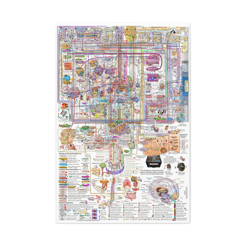 The Complexity of the Human Brain Poster, Brain Anatomy and Neural Pathways Chart, Neuroscience Educational Canvas Print