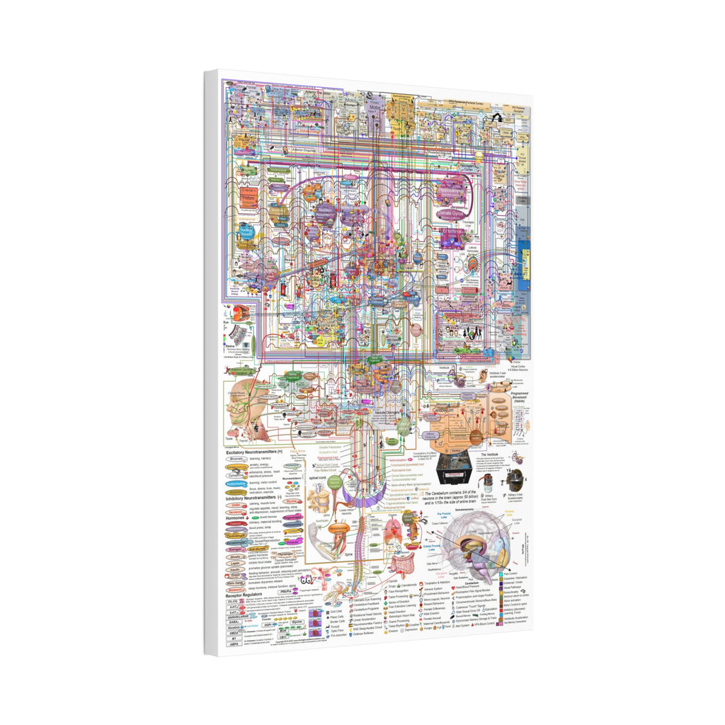 The Complexity of the Human Brain Poster, Brain Anatomy and Neural Pathways Chart, Neuroscience Educational Canvas Print