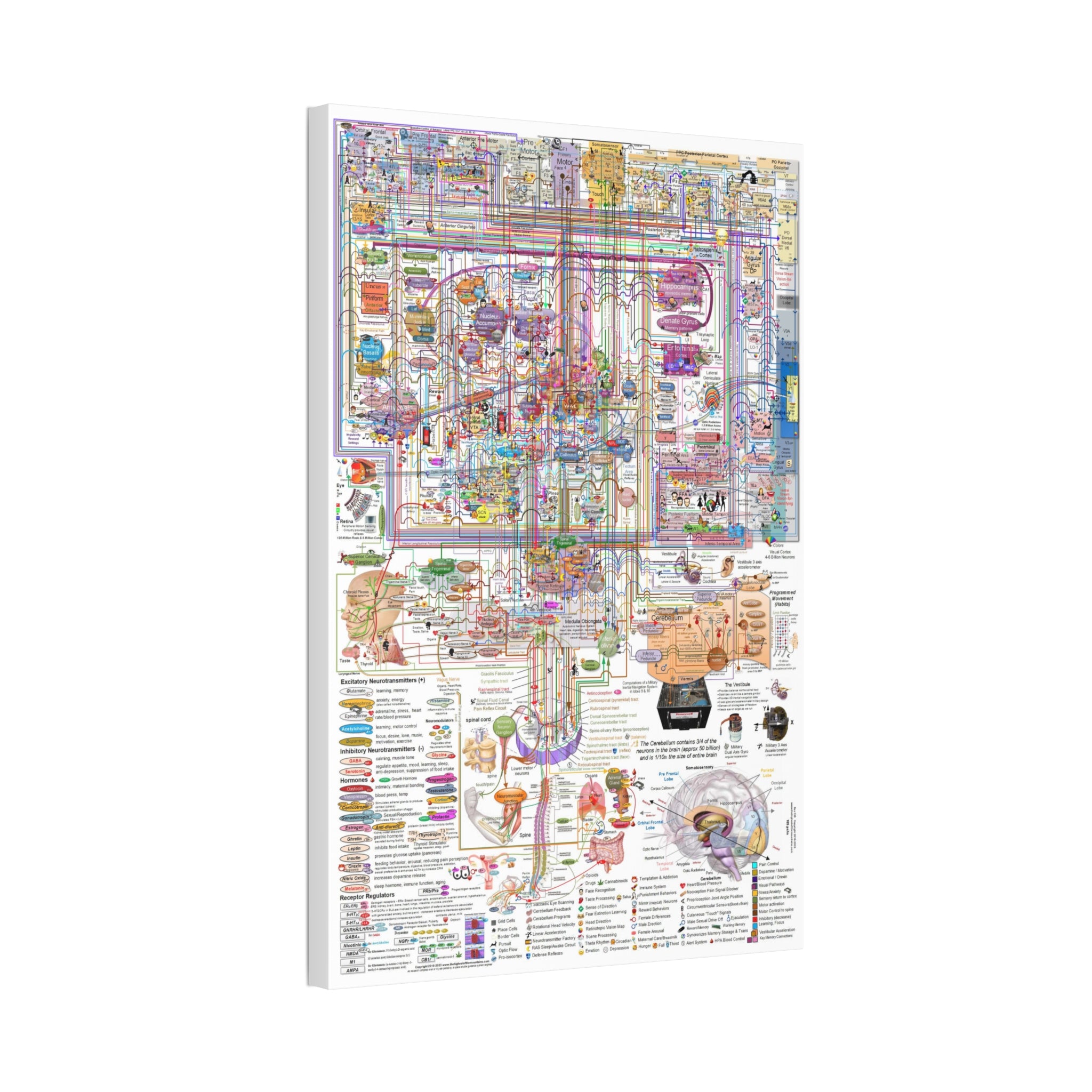 The Complexity of the Human Brain Poster, Brain Anatomy and Neural Pathways Chart, Neuroscience Educational Canvas Print