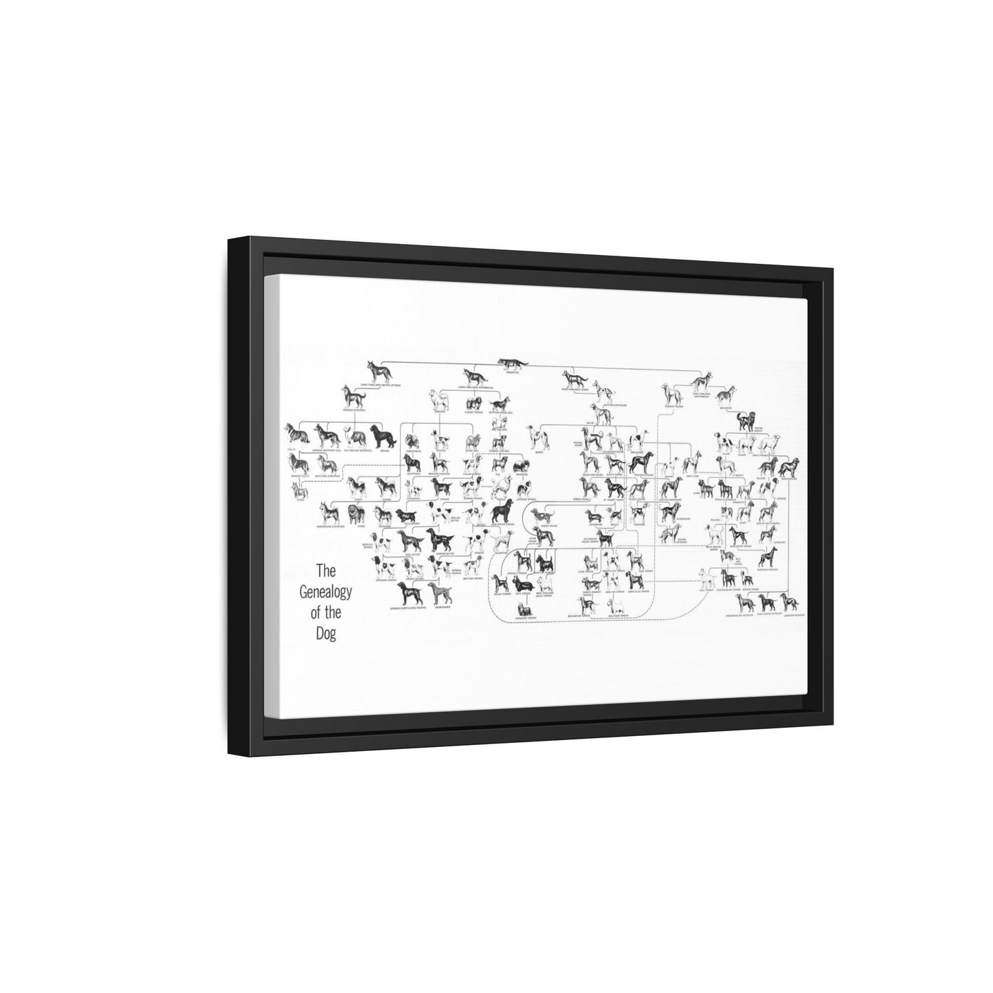 The Genealogy Of The Dog Dog Breeds Evolution amily Vertical Poster