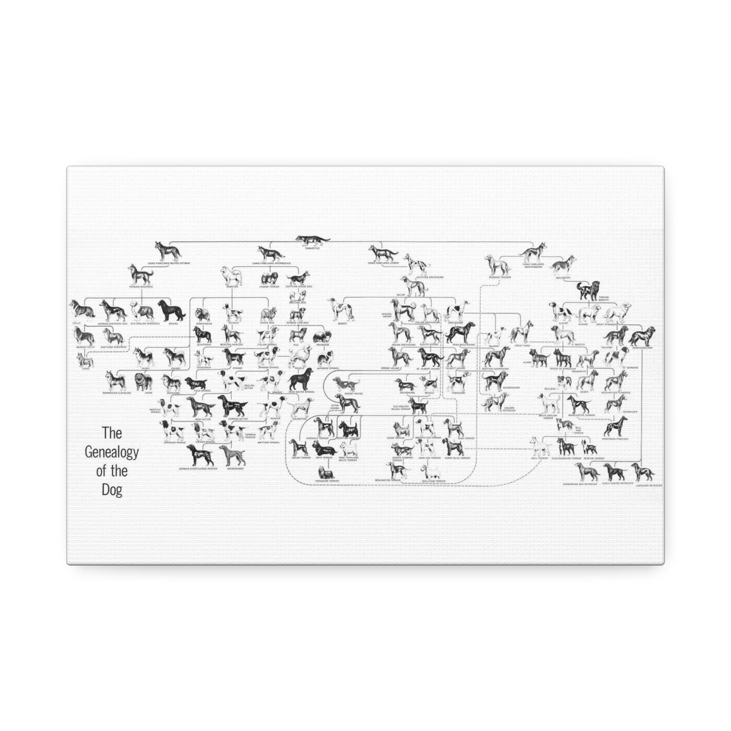 The Genealogy Of The Dog Dog Breeds Evolution amily Vertical Poster