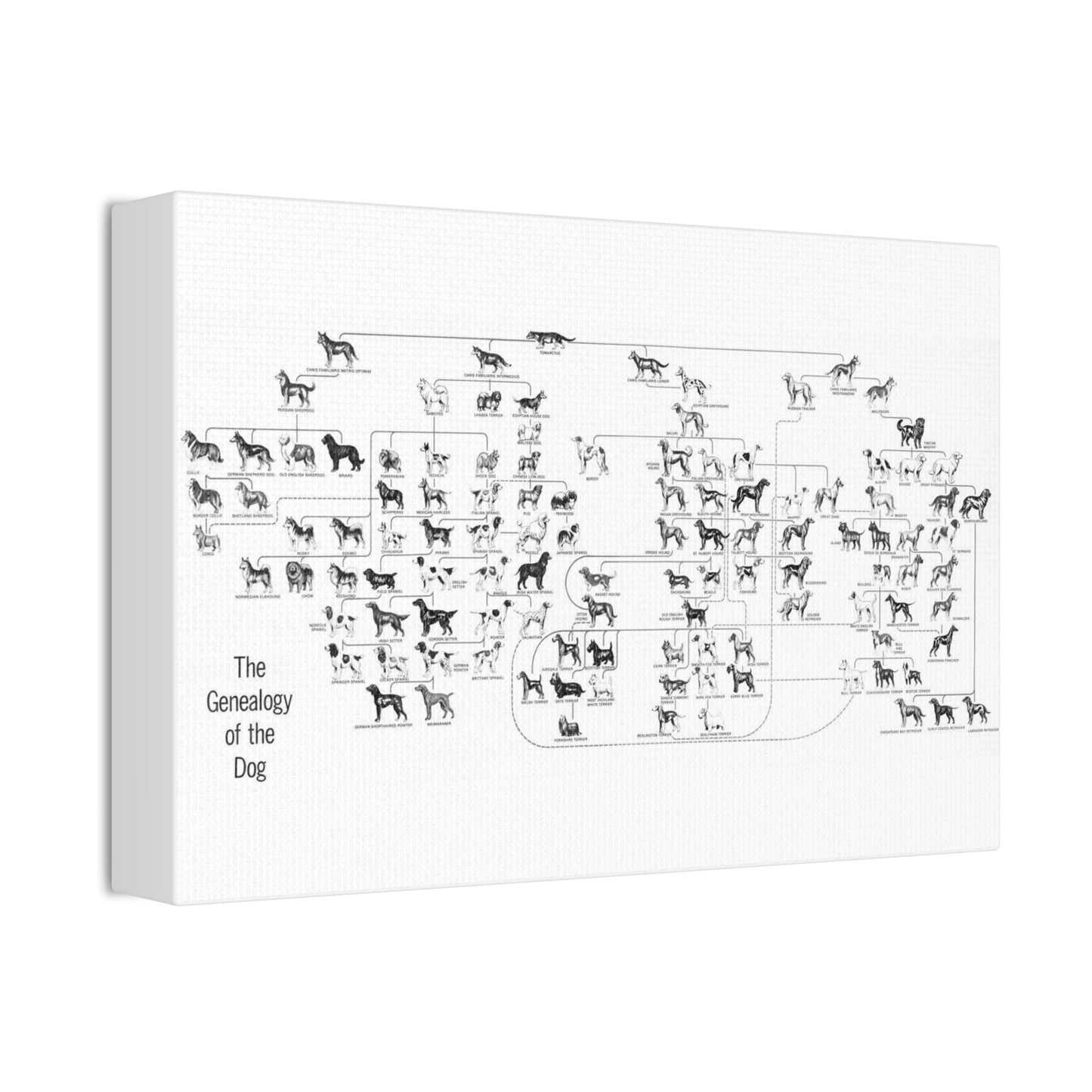 The Genealogy Of The Dog Dog Breeds Evolution amily Vertical Poster