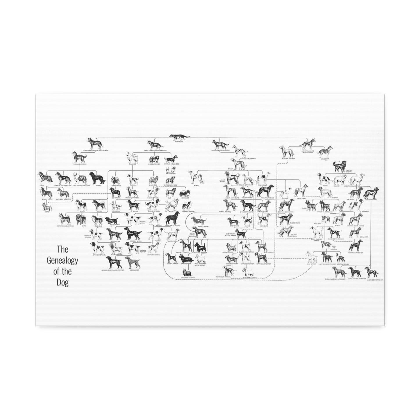 The Genealogy Of The Dog Poster, Dog Breeds Family Tree And Ancestry Horizontal Poster