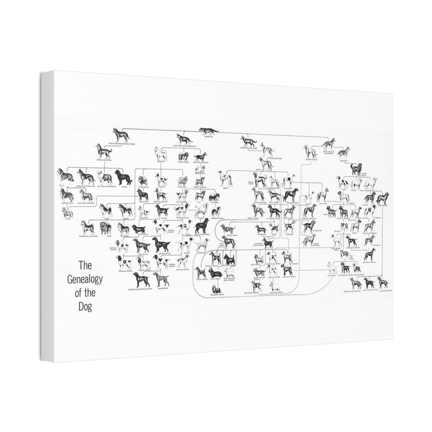 The Genealogy Of The Dog Poster, Dog Breeds Family Tree And Ancestry Horizontal Poster