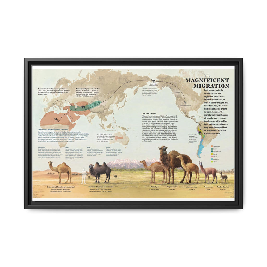The Magnificent Migration Poster, Camel Migration Across the World Map, Camel Evolution and Distribution Guide Educational Canvas Print