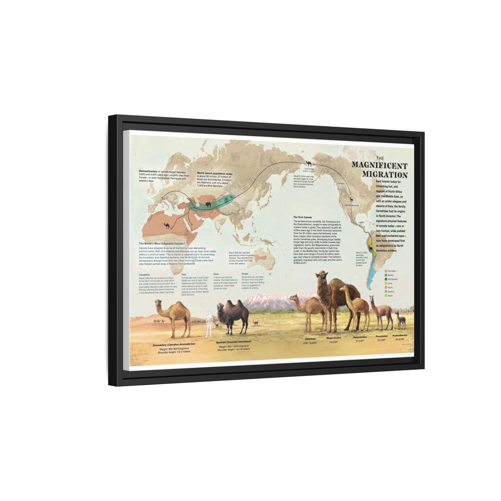 The Magnificent Migration Poster, Camel Migration Across the World Map, Camel Evolution and Distribution Guide Educational Canvas Print