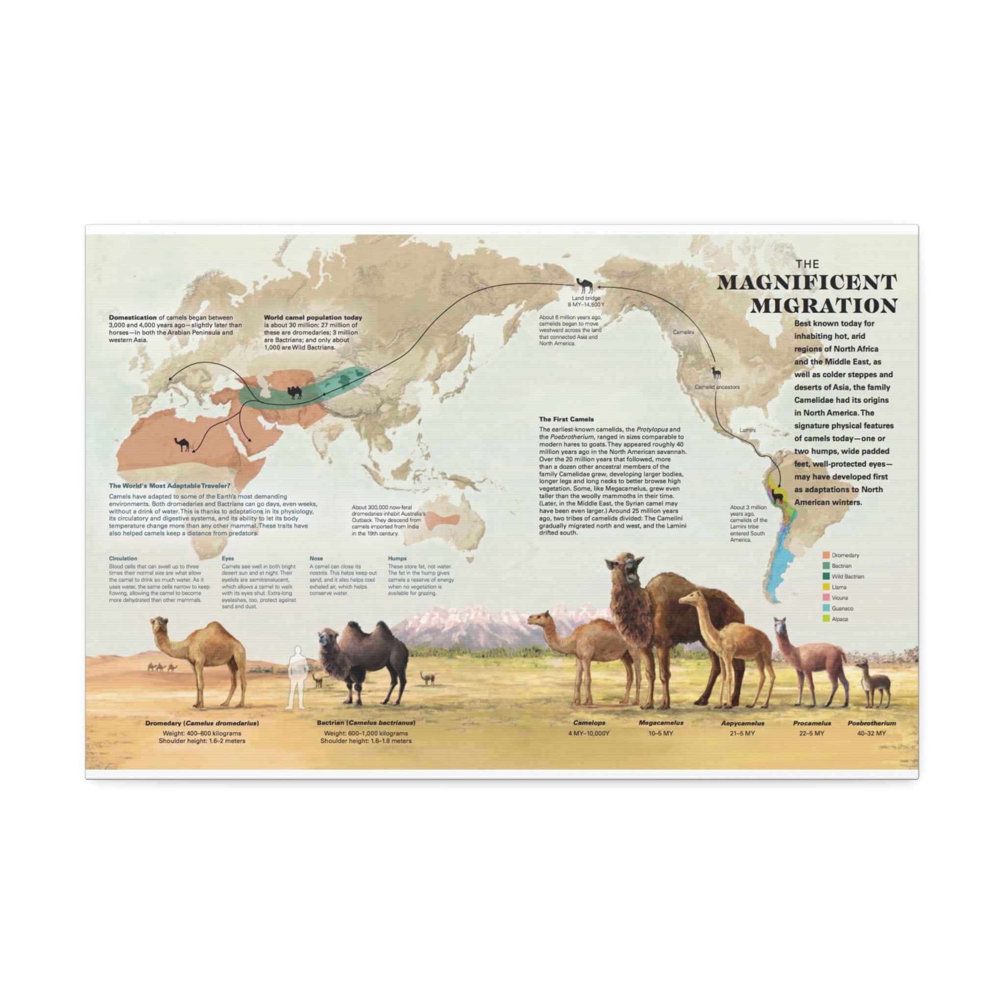 The Magnificent Migration Poster, Camel Migration Across the World Map, Camel Evolution and Distribution Guide Educational Canvas Print