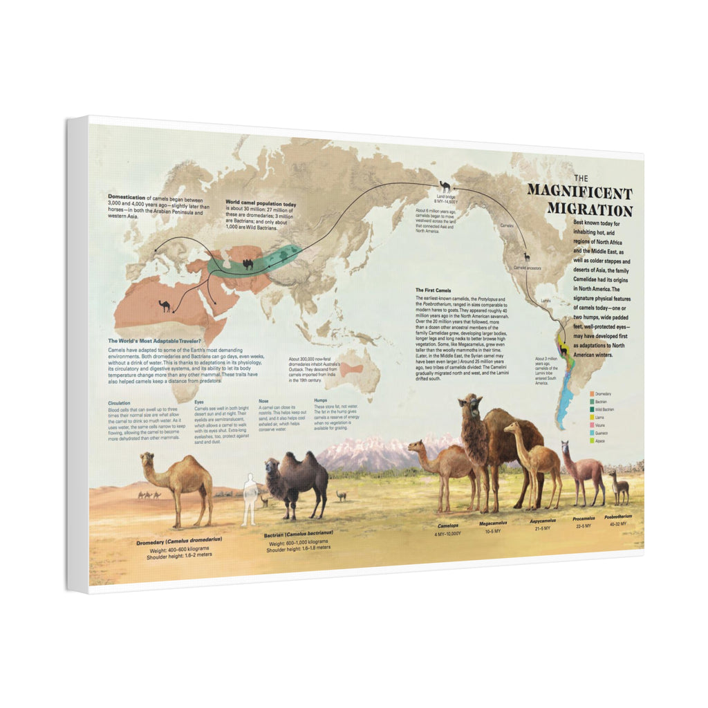 The Magnificent Migration Poster, Camel Migration Across the World Map, Camel Evolution and Distribution Guide Educational Canvas Print