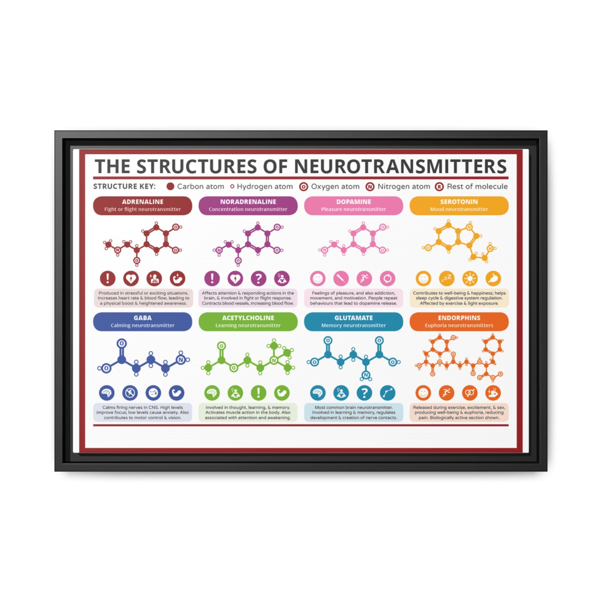 The Structures of Neurotransmitters Poster, Brain Neurotransmitter Chemical Structures Chart, Educational Neuroscience Canvas Print