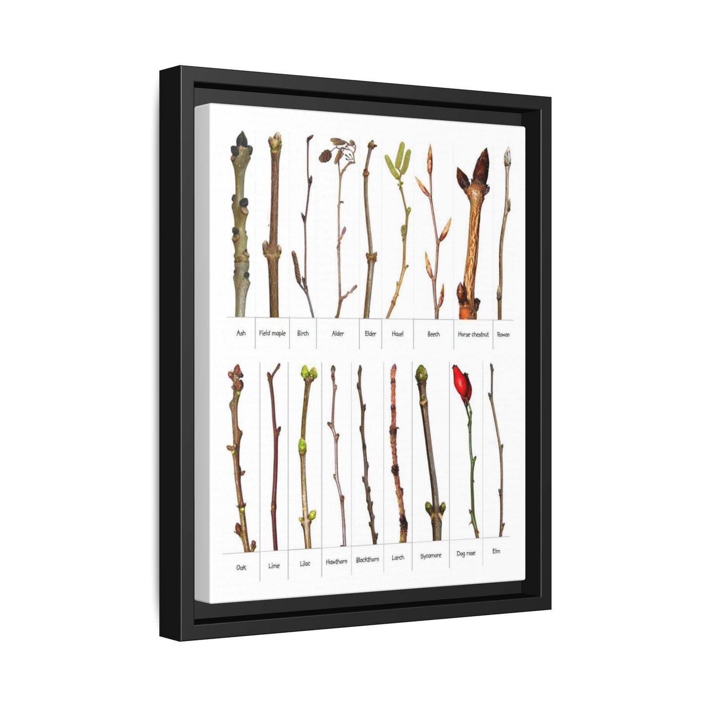 Tree Bud Identification Guide Vertical Poster
