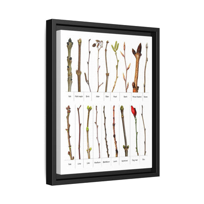 Tree Bud Identification Guide Vertical Poster