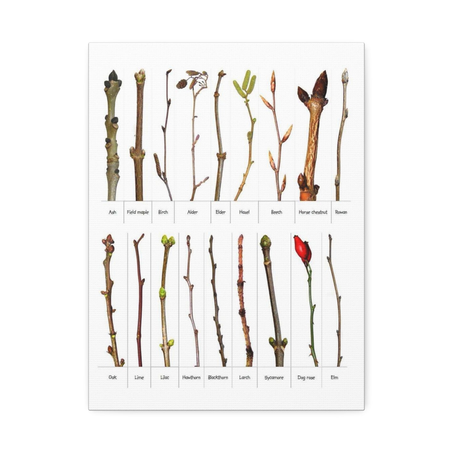 Tree Bud Identification Guide Vertical Poster