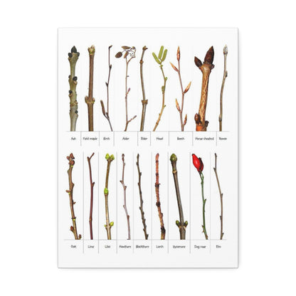 Tree Bud Identification Guide Vertical Poster