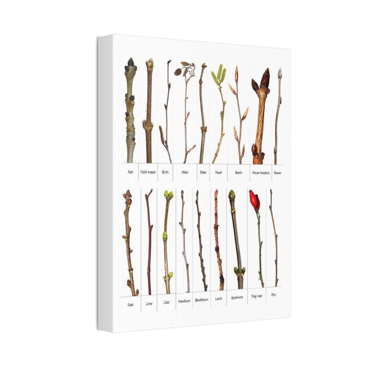 Tree Bud Identification Guide Vertical Poster
